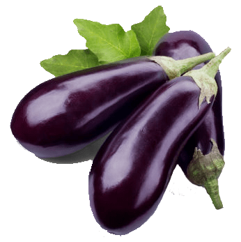 Aubergine باذنجان