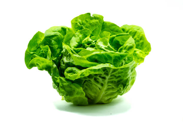 Laitue Salade خس سلاطة